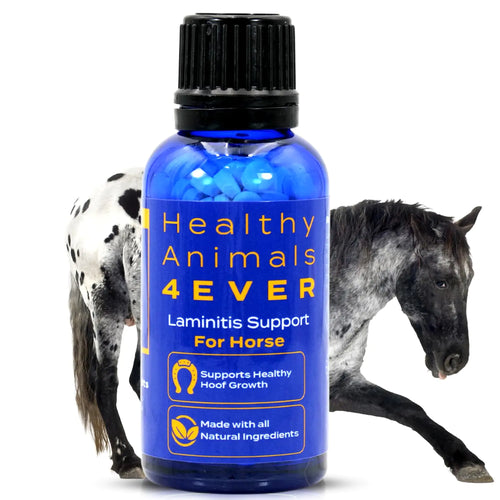 HealthyAnimals4Ever All-Natural Horse Laminitis Support - Horse Hoof Care Products for Damaged or Injured Hooves - Hoof Supplements for Horses - Homeopathic & Highly Effective - 300 Tablets - The One Stop Equine Shop