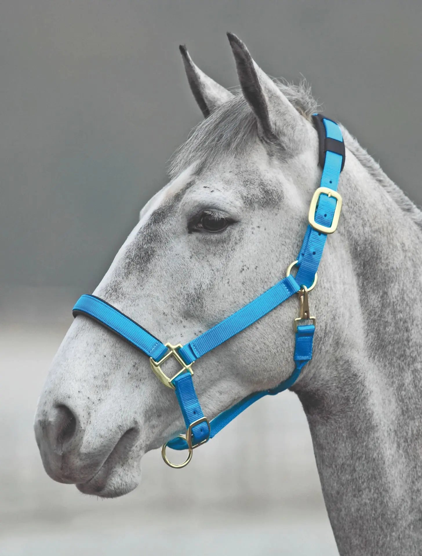 Shires Topaz Nylon Halter with BREAEKAWAY (Blue Small Pony) - The One Stop Equine Shop